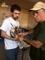 Víctor García Matarranz, del Ministerio de Agricultura, Alimentación y Medio Ambiente, coloca un emisor a una de las águilas de Bonelli destinadas a ser liberadas en la Comunidad de Madrid, con la ayuda de Pablo Izquierdo, responsable de cría de GREFA.