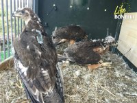 Las tres águilas de Bonelli soltadas el pasado 8 de junio en el suroeste madrileño reposan en su plataforma de liberación (hacking).