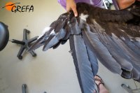 Falta de primarias del buitre negro Alagón