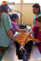 Revisión del buitre negro Alagón en el hospital de GREFA