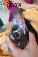 Revisión del buitre negro Alagón en el hospital de GREFA