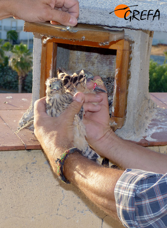 Un pollo de cernícalo primilla nacido en el silo de Baena es devuelto a su nidal tras ser anillado.