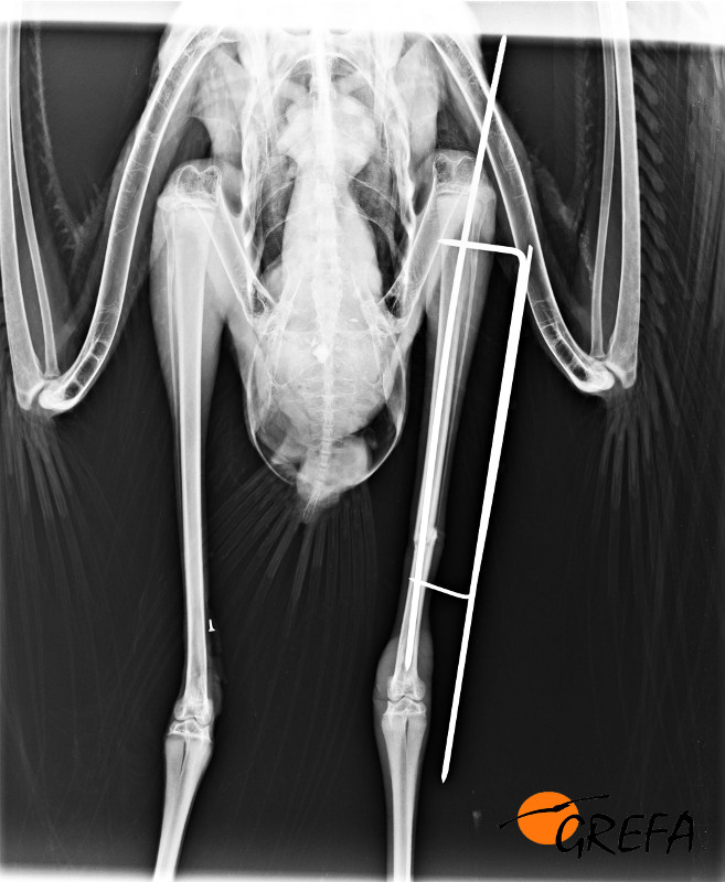 Radiografía de fractura de tibiotarso de una cigüeña tras cirugía.