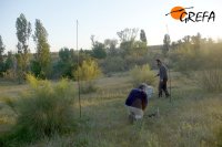 Colocación de la red para capturar al milano real