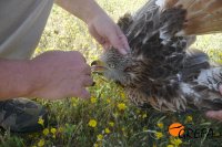 Momento de la captura del milano real