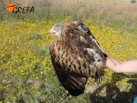 Momento de la captura del milano real