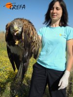 Momento de la captura del milano real