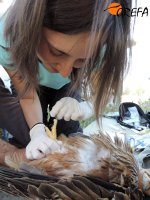 Reconocimiento veterinario