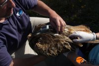 Colocación del transmisor GPS/GSM