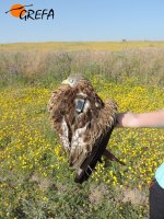 Últimas fotos del milano real