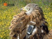 Últimas fotos del milano real