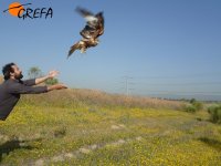 Una vez finalizado el marcaje liberamos al milano real