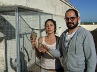 Momento de introducir a los primillas en la jaula de reclamo