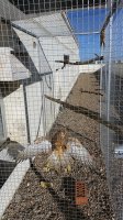 Cernícalos primilla en la jaula de reclamo