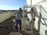 Montado la jaula de reclamo