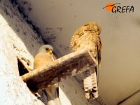 Pareja de cernícalo primilla en el silo de Navalcarnero (Madrid)