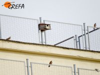 Cernícalos primilla en el silo de Campolugar (Cáceres)
