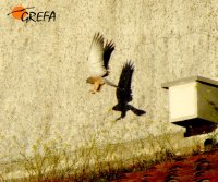 Cernícalo primilla en el silo antiguo de Trujillo (Cáceres)