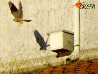 Cernícalo primilla en el silo antiguo de Trujillo (Cáceres)