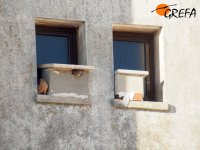 Pareja de cernícalo primilla en el silo antiguo de Trujillo (Cáceres)