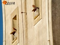 Cernícalos primilla en el silo antiguo de Trujillo (Cáceres)