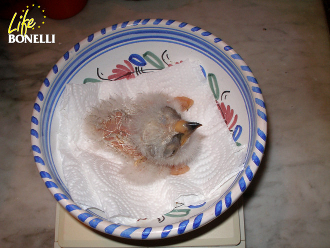 Pollo de águila de Bonelli recién nacido en el centro de cría de la especie de Ardèche (Francia).
