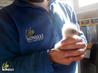 El primer pollito metido a sus padres naturales en el momento de salir del cuarto de incubación y crecimiento. 