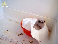 El otro pollos esperando su turno para ser adoptado por la nueva pareja.