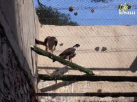 La pareja expectante durante el cambio de huevos por pollo. En menos de 10 segundos, después de salir de la instalació de cría, la hembra se tumbó encima del pollo para darle calor y al poco alimentarla. 