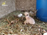 Momento e el que se deposita elprimer pollo momentos antes de retirar los dos huevos.