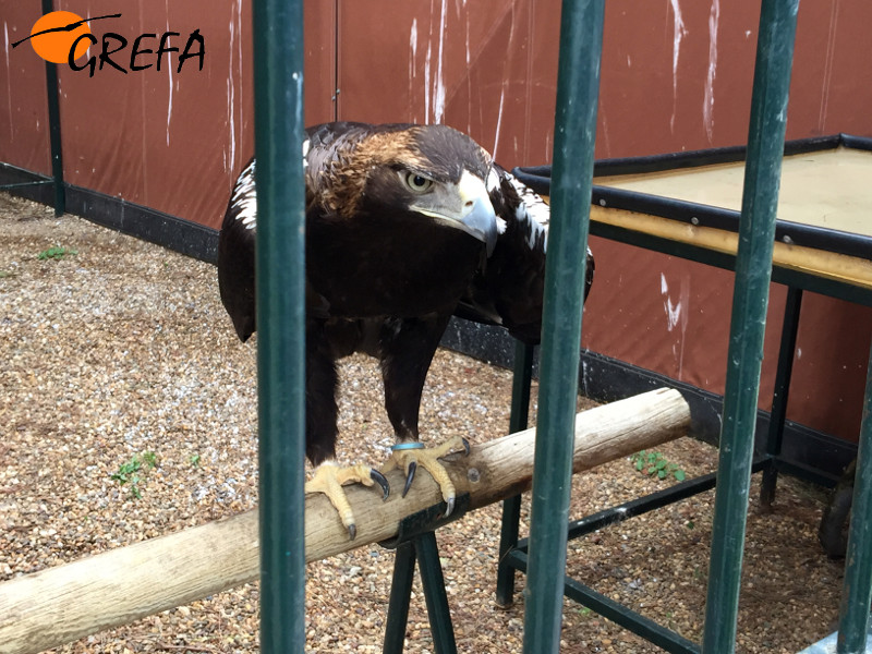 Una de las águilas imperiales cedidas a GREFA, en su recinto del centro de San Jerónimo (Sevilla).
