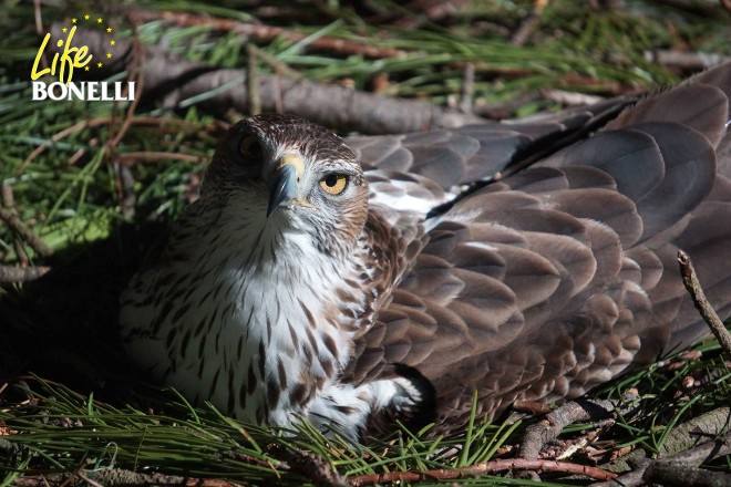 Una de las águilas de Bonelli reproductoras del centro de cría situado en Vendée (Francia), echada sobre su puesta.