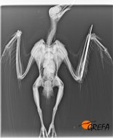 Radriografía del milano negro después de la cirugía