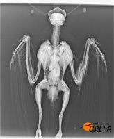 Radiografía del milano negro al ingreso en GREFA