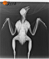 Radiografía donde se pueden apreciar los perdigones.