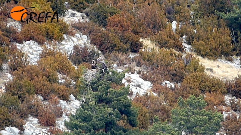 Montenegro y Pline en el nido (buitres negros). Mario Álvarez Keller