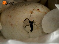 Huevo tras picar el cascarón, horas antes de la eclosión