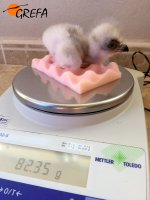 La báscula indica el peso de uno de los pollos nacidos en GREFA.