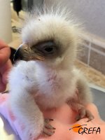 Uno de los pollos que acaban de nacer en GREFA.