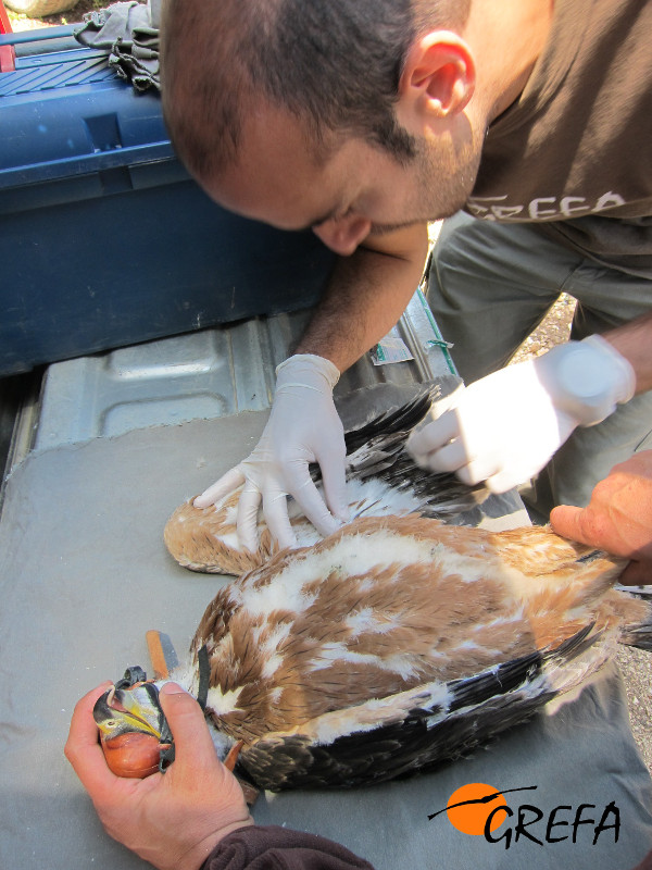 Colocación de un emisor a un águila de Bonelli o perdicera que posteriormente murió víctima del veneno en la provincia de Guadalajara. Foto: GREFA.