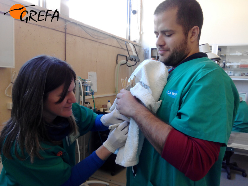 Ultimas prácticas en el hospital de GREFA del curso de técnicos de centros de recuperación
