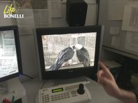 Un monitor del centro "Guadalentín" muestra a una pareja de quebrantahuesos en pleno cortejo.