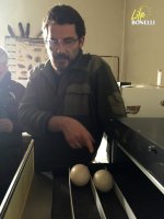 Un especialista del centro "Guadalentín" revisa algunos de los huevos de quebrantahuesos que está previsto que eclosionen en los próximos días.