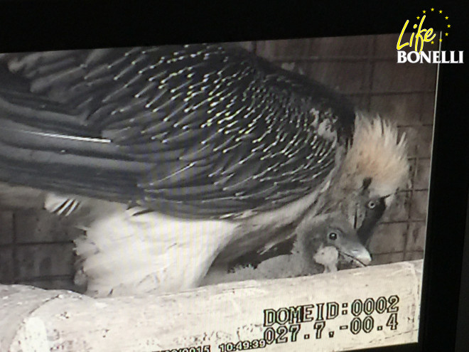 Un monitor del centro "Guadalentín" muestra cómo un quebrantahuesos adulto ceba a un pollo.