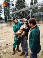 Manejo de buitre leonado