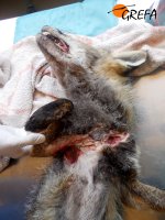 Alcance total de la herida