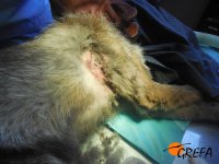 Herida de la axila el día del ingreso