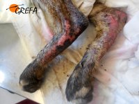 Heridas en extremidades posteriores el dia del ingreso