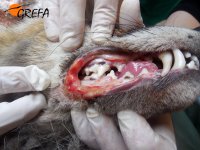 Heridas en lado derecho de la boca