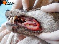 Heridas en lado izquierdo de la boca